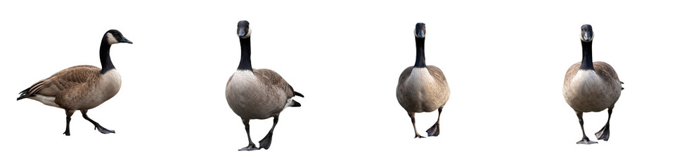 Four Canada geese with distinct black necks and white chins walking in different directions against a clean white background for wildlife concepts. © Khanji