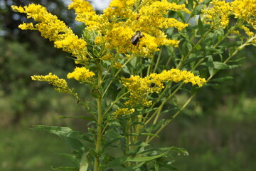Bee on Goldenrod Flower © M-Two Focus