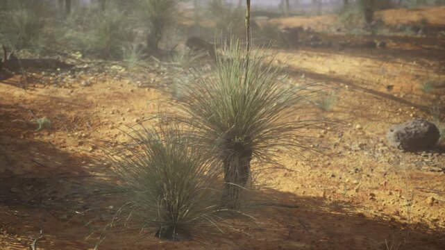 Desert grasses harmony. Balanced flora in arid environment showcases symmetry. Two grasses in dry area emphasizing natural balance and warm shades