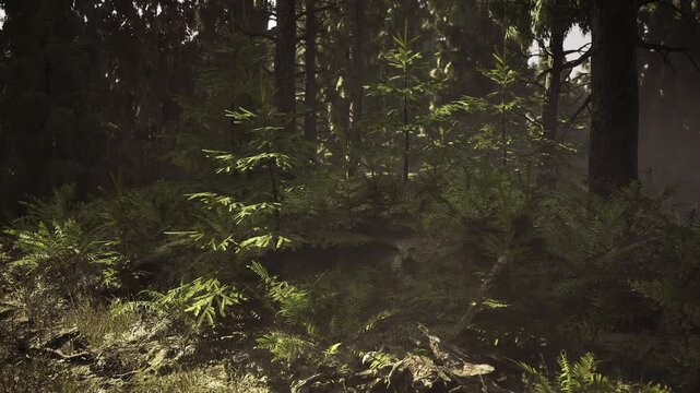 Shadowed trail approach through dense pines, layered vegetation and low light, sense of mystery and exploration for hiking and adventure brand photography