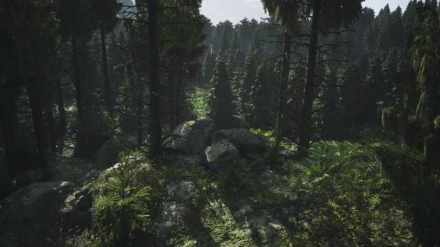 Dense shadowed forest with layered undergrowth and cool muted tones, useful for contemplative editorial and conservation storytelling textured ground cover,