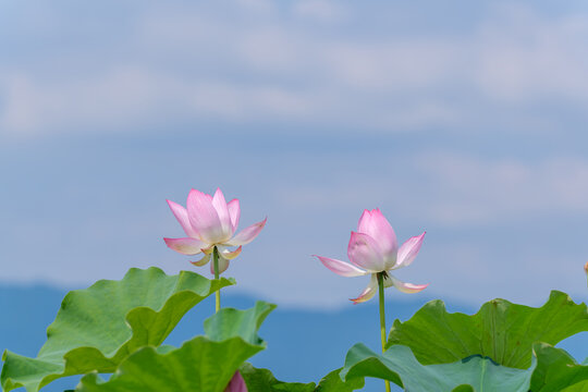 Two beautiful pink lotus flowers blooming against blue sky and mountain in summer Japan landscape