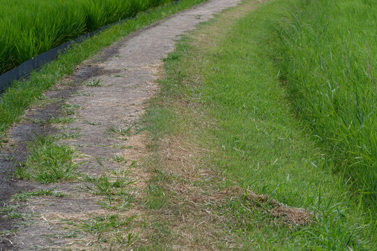 Winding footpath through lush green rice paddy fields in rural countryside during summer in Japan