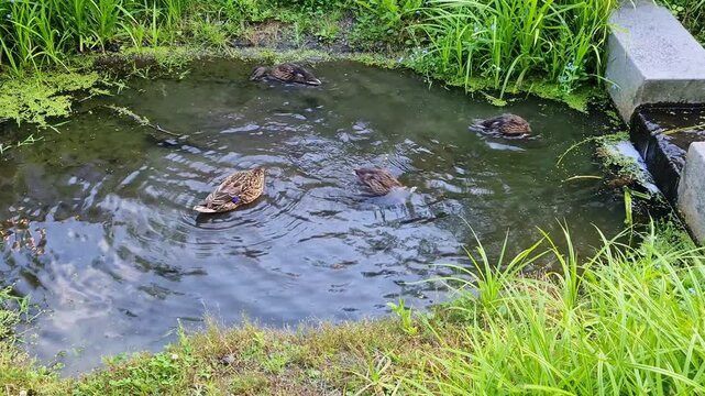 Mother duck and her ducklings swimming in a small pond