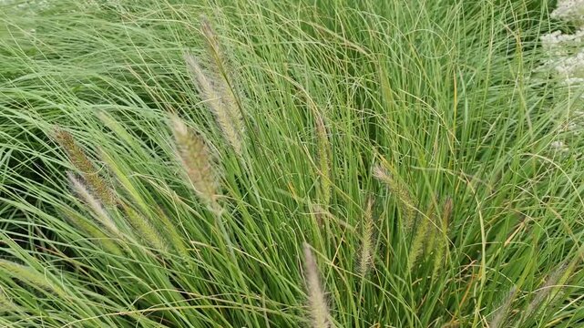 Green ornamental grass blowing in the wind
