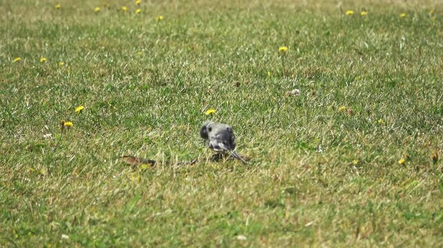 White wagtail bird feeding on a green lawn with dandelions