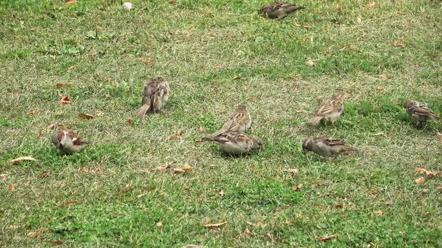 Flock of house sparrows feeding on green grass