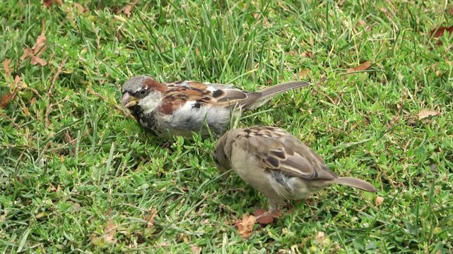 Two house sparrows foraging for food on a green lawn