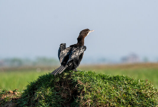 Cormorant bird resting in the wetlands