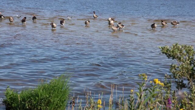 Wild greylag geese bathing in lake shallows