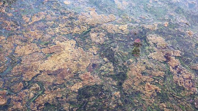 Algae blooming in stagnant polluted water