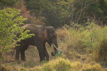 Obraz premium Elephant wanders through the dense greenery of a dry forest while foraging for vegetation in its natural habitat.