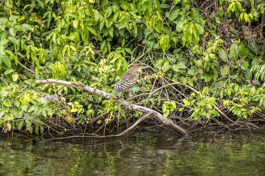 Juvenile Tiger Heron Perched Above Amazon Wetland in Madre de Dios, Peru