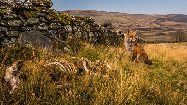 Wild fox standing in a grassy field near an animal skeleton