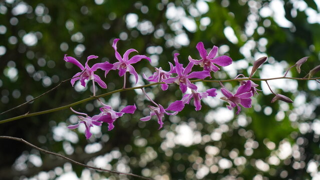 Eight Purple Orchid Flowers on a Stem with Soft Bokeh Background