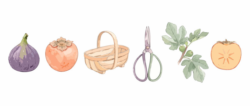 Watercolor fig persimmon harvest set with wooden basket and pruning shears isolated on white background for botanical gardening autumn design elements artistic fall crop illustration painting art