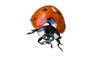Ladybug resting on a vibrant green leaf in a natural garden setting under bright morning sunlight isolated with clipping path on background © Aerials Wind