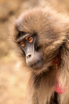 Portrait of a Gelada Baboon(Theropithecus gelada), sometimes called the bleeding-heart monkey or red heart baboon  in the Simien Mountains National Park in Ethiopia
