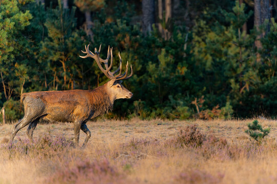 Red deer (Cervus elaphus) stag trying to impress the females in the rutting season  in the forest of National Park Hoge Veluwe in the Netherlands