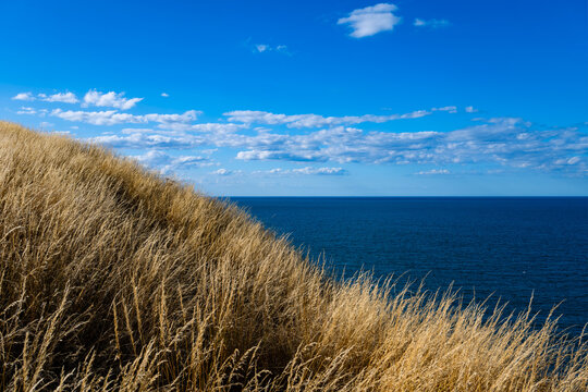 Golden summer grass overlooking the deep blue North Sea from the chalk cliffs of Flamborough Head on the Yorkshire coast, England.