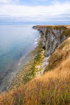 White chalk cliffs and coastal grassland overlooking the North Sea at Flamborough Head on the Yorkshire coast, England.