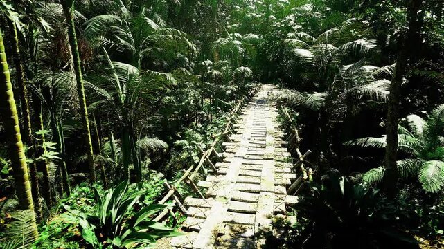 Sunlit wooden walkway through dense jungle, worn planks framed by ferns and vines, deep shadows under thick canopy, humid atmosphere hinting at hidden river,
