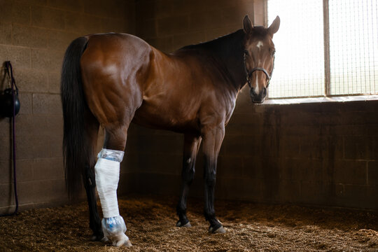 Racehorse in a stable with an ice pack wrapped around its hind leg.