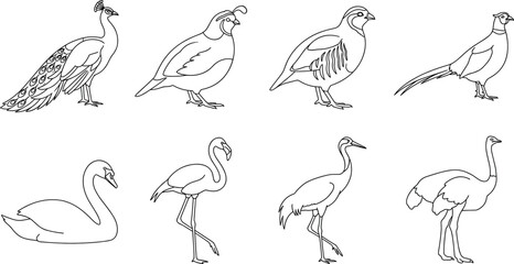 Naklejka premium Different Wild Birds Collection Line Art Vector Illustration for Children Coloring Book Page