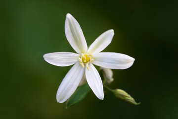 Fototapeta premium Close-up of a blooming white star of Bethlehem flower featuring crisp petals and a vibrant yellow center set against a soft green background