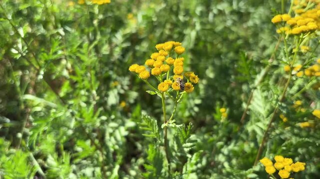 Tansy Flowers Growing on the Meadow	