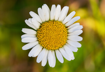 Fototapeta premium Close-up of a blooming white daisy featuring crisp petals and a vibrant yellow center set against a soft green background