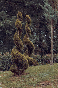 Topiary garden art featuring decorative sculpted evergreen trees on a lawn.