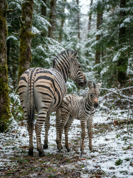 Adult zebra and foal standing among snow covered evergreen trees in soft daylight