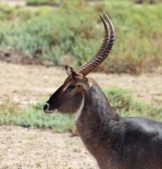 Waterbuck's head against green grass