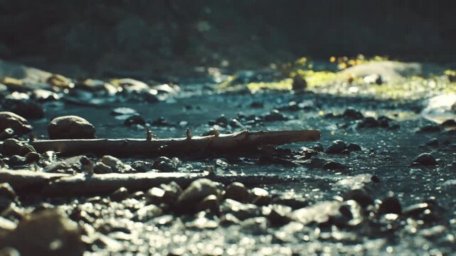 Lowangle shallow creek surface with ripples and shimmer, sunlight glinting on moving water and scattered driftwood, algaecoated log and silt in foreground,