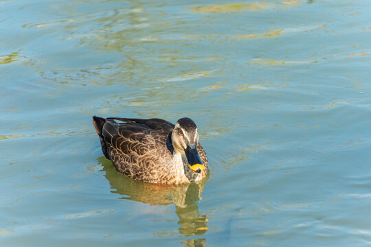 Spot-billed duck swimming peacefully on gentle rippling blue water surface in Japanese pond nature