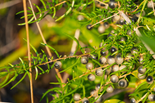 Close up of shiny berries ripening on emerald green Asparagus densiflorus sprengeri foliage in sunlight