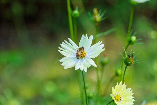 Close up of honeybee collecting pollen on white cosmos flower with soft green blurry bokeh background in autumn