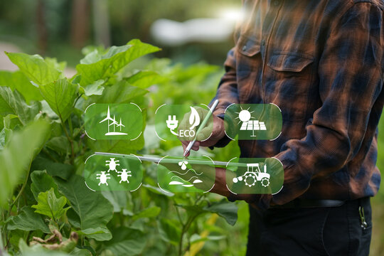 Asian Farmer Using Digital Tablet for Smart Agriculture and Monitoring Cabbage Crop Field