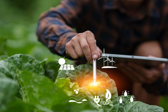 Asian Farmer Inspecting Crops in Vegetable Field Using Smart Farming Technology and Stylus Pen