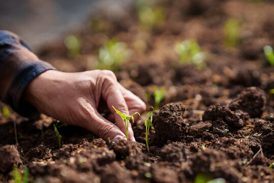 Nurturing Hand and Young Seedling