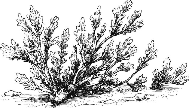 Detailed black and white illustration of seaweed underwater with branches and textured leaves