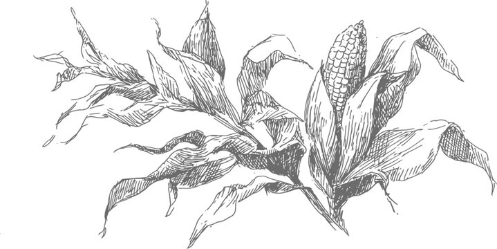 Hand drawn corn plant with leaves and ears in detailed black ink sketch vintage