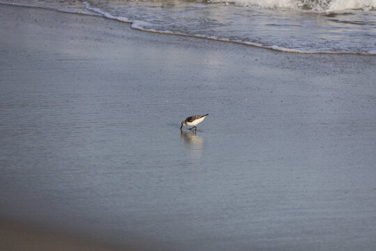 A lone sandpiper scurries about the shoreline in search of food amidst seafoam and tides. 