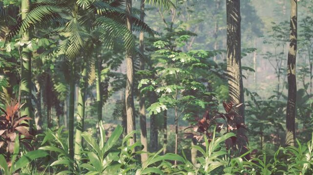 Dense subtropical forest argentina morning light revealing layered canopy, lush ferns and palms, humid atmosphere with sunbeams filtering through leaves,