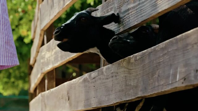 Cute black goat peeking through the slats of a rustic wooden fence, bleating and looking around in a farm enclosure.