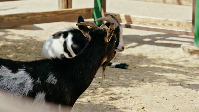 Cute black goat peeking through the slats of a rustic wooden fence, bleating and looking around in a farm enclosure.