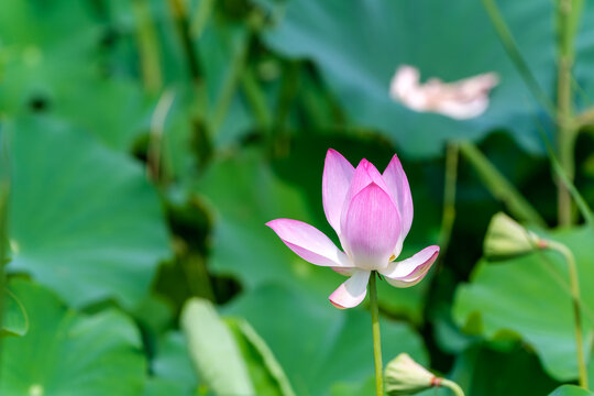 Close up of beautiful blooming pink lotus flower surrounded by lush green lotus leaves in summer Japan