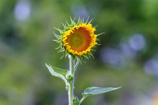 Close up of blooming vibrant yellow sunflower with green blurry bokeh background in summer Japan
