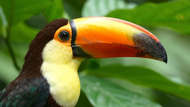 Close Up Portrait of a Toco Toucan in the Rainforest
